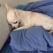 かおり