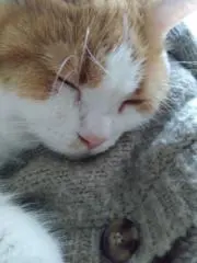 スコたろの画像