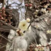 ddの画像