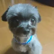 デン