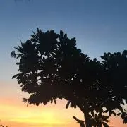 ダイの画像