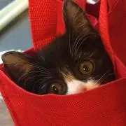 ぱかぱか