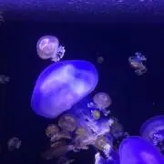かずもあの画像