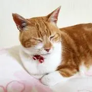 Sachi