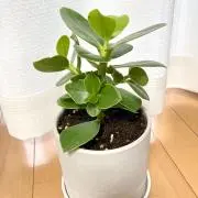 あつむの画像