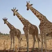 ジラの画像