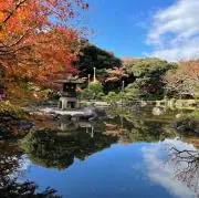さくらの画像