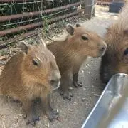 Kikkyの画像