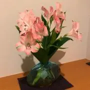 ゆーちゃの画像