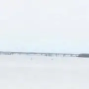人参の画像