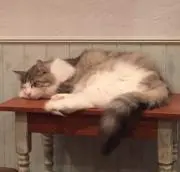 にゃん