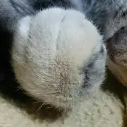 もかもか