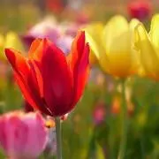 tulip
