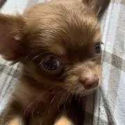 法猿の画像