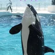 ララの画像