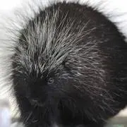 Ocaoca007
