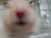 こね