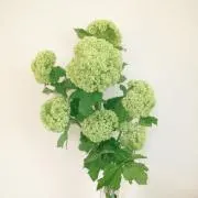 say-tiki ※プロフご確認下さいの画像