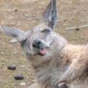 ニャッキ