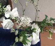 ふぉれすとの画像