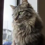 たまひめ