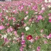 rururunの画像