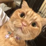 レイ