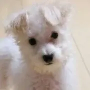 プージーの画像
