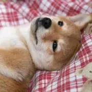 woo  プロフお読み下さい