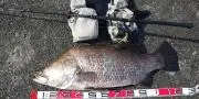 対象魚:グレ-青物の画像