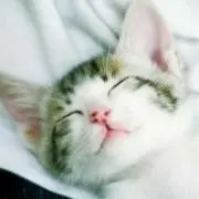 はにわん10の画像