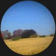 すみれの画像