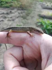どじょ男　値下げしますの画像