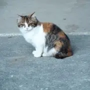 ねこもどき