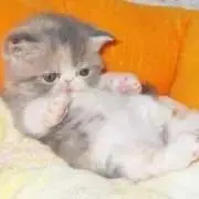 あざらしの画像