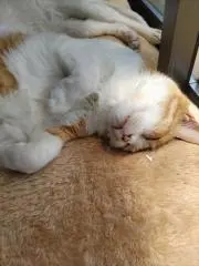 ぷーちんの画像