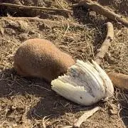 にょこにょこ