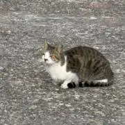 なおの画像