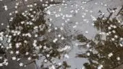 ユキ❄️（7.30-9.25発送不可)の画像