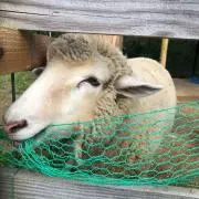 のんの画像