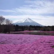 すやし　おまとめ割引き有りの画像