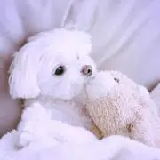 もふの画像