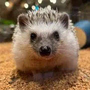 イカᔦ*° ꒳ °*ᔨの画像
