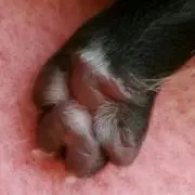 ポン