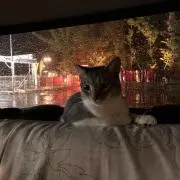 モーちゃん