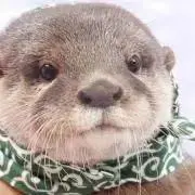 シナの画像