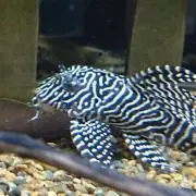 漆黒ノ堕天使