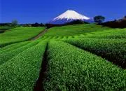 Aroの画像