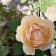 roseの画像