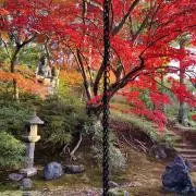 yanyan lyuの画像
